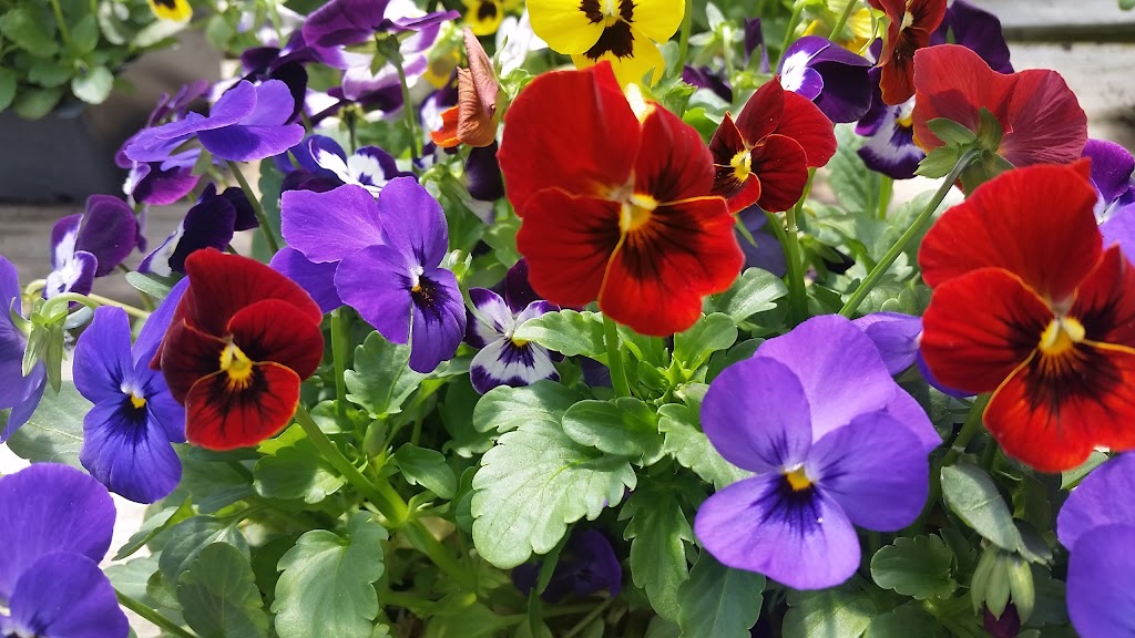 Broniak & Kraf Florist & Greenhouses
