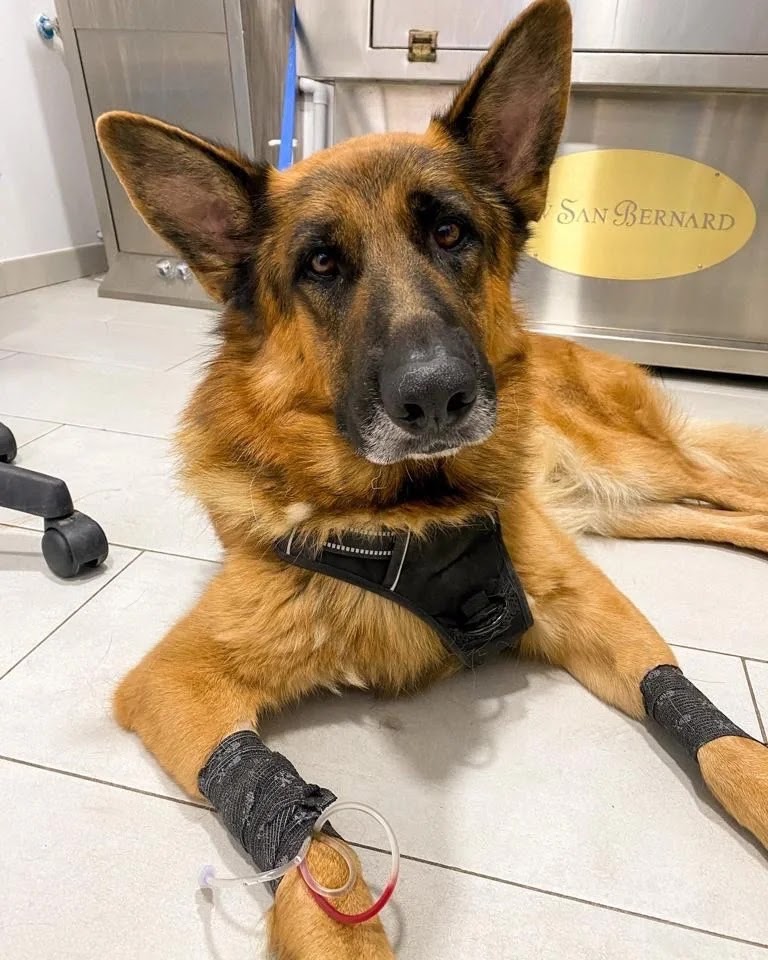Clinica Veterinaria Emporda Verges Serra — Del propietario