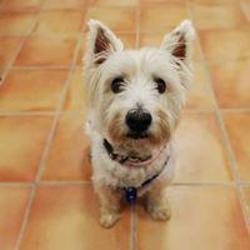 Arca Veterinaria — Perro