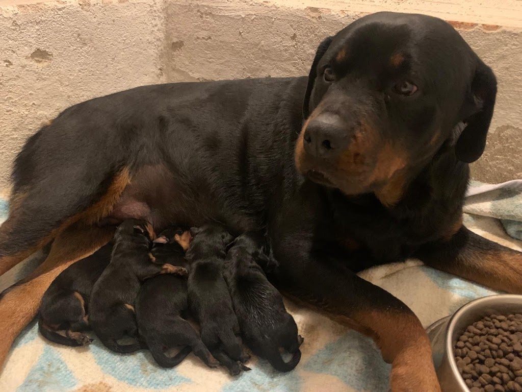 VILLA ANIMAL Asistencia Veterinaria — Mas recientes
