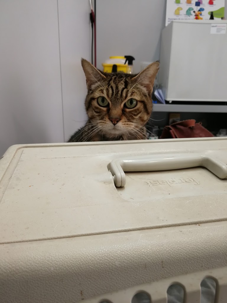 Clinica Veterinaria Novavet — Gato