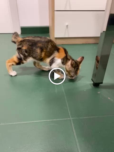 Clinica veterinaria Vet Family Alfafar — Del propietario