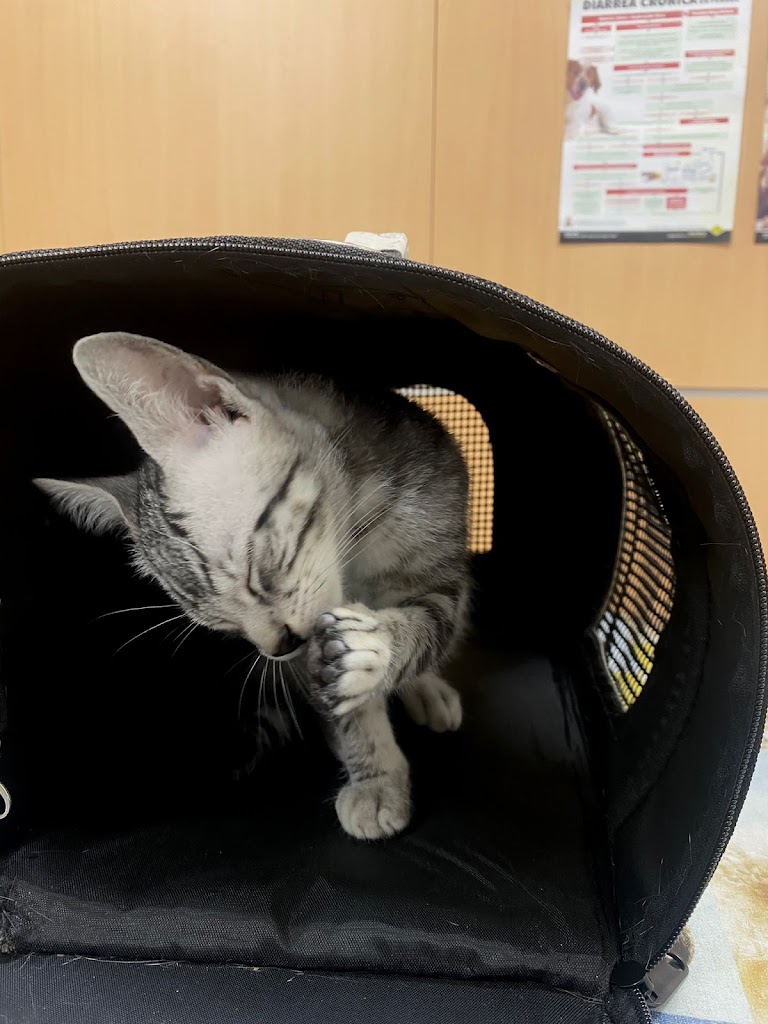 Clinica Veterinaria Vet Family Benetusser — Del propietario