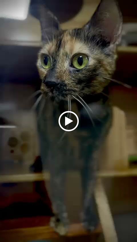 LAKma Clinica Veterinaria 24 Horas SEDE BOSQUE — Del propietario