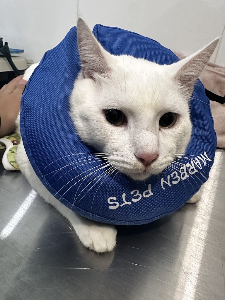 Gato