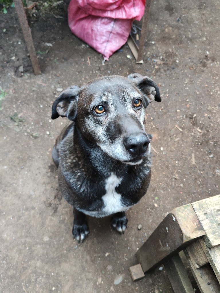 Perro