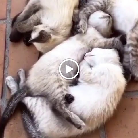 P.A.C. Veterinario San Lazaro — Videos