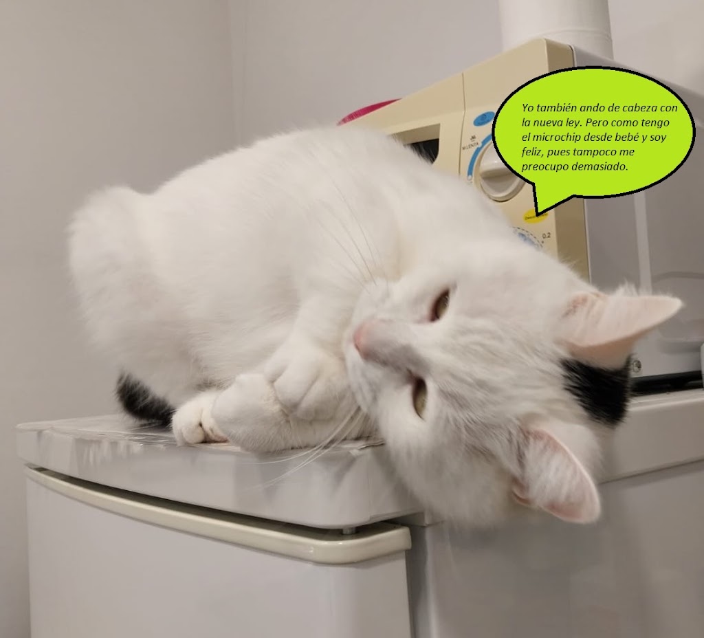 Clinica Veterinaria SANTA ICIA — Gato