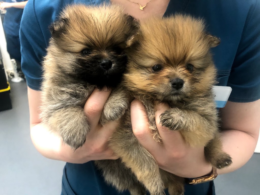 La Chopera Hospital Veterinario — Perro