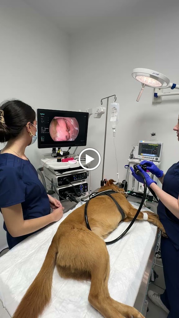 Tres Valles - Clinica Veterinaria 24h — Del propietario