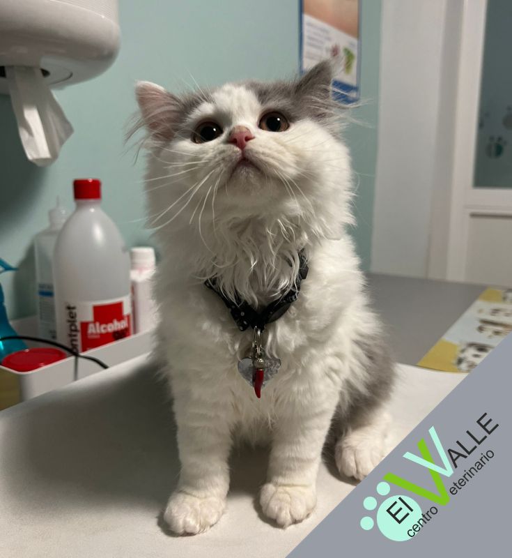Centro Veterinario El Valle — Del propietario