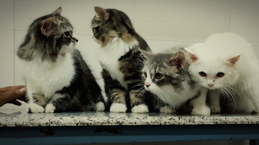 BAHADURGARH PET CLINIC