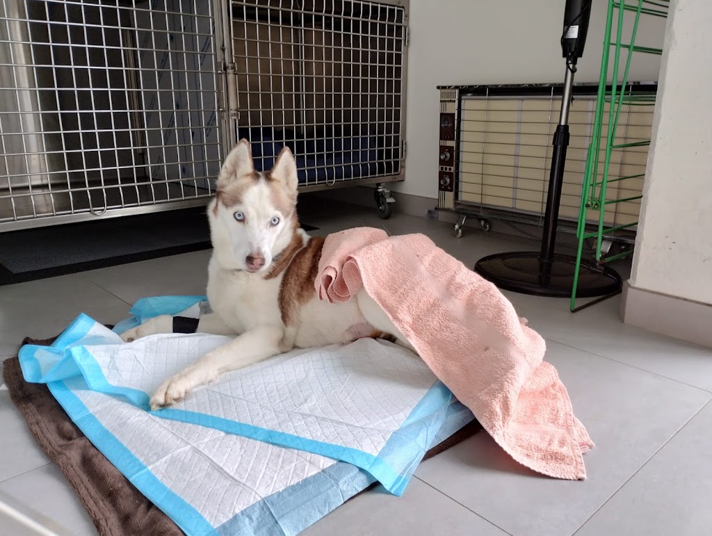 Clinica Veterinaria Petits i Peluts Veterinaris — Perro