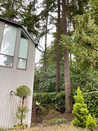 Tree Removal Sammamish