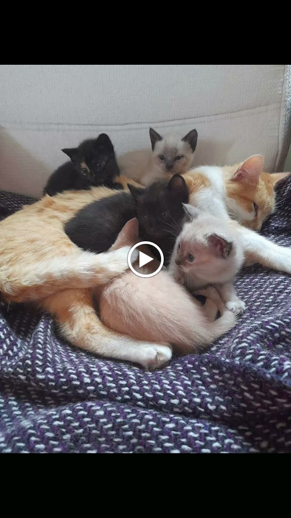 Mi Costurera Profesional