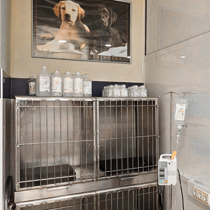 Centro Veterinario Equus Can — Mas recientes