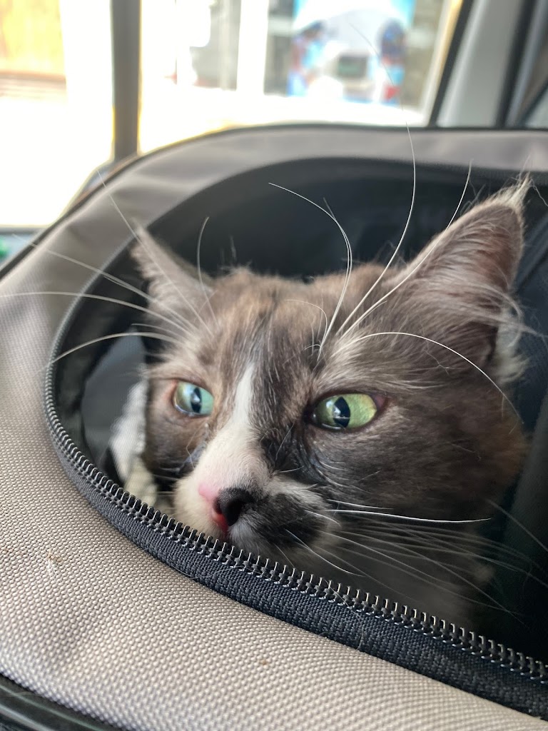 Gato