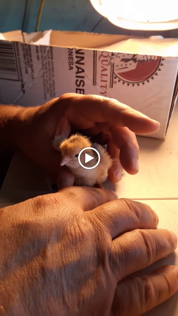 Videos