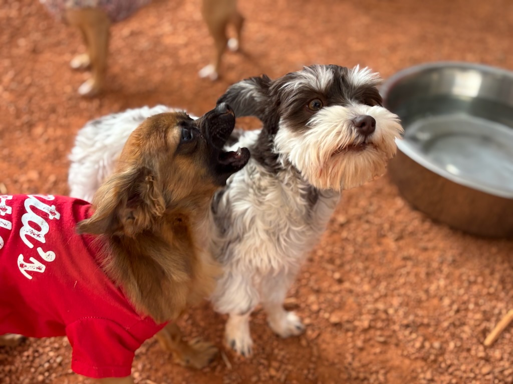 Dog day care center in Salt-Lake-City