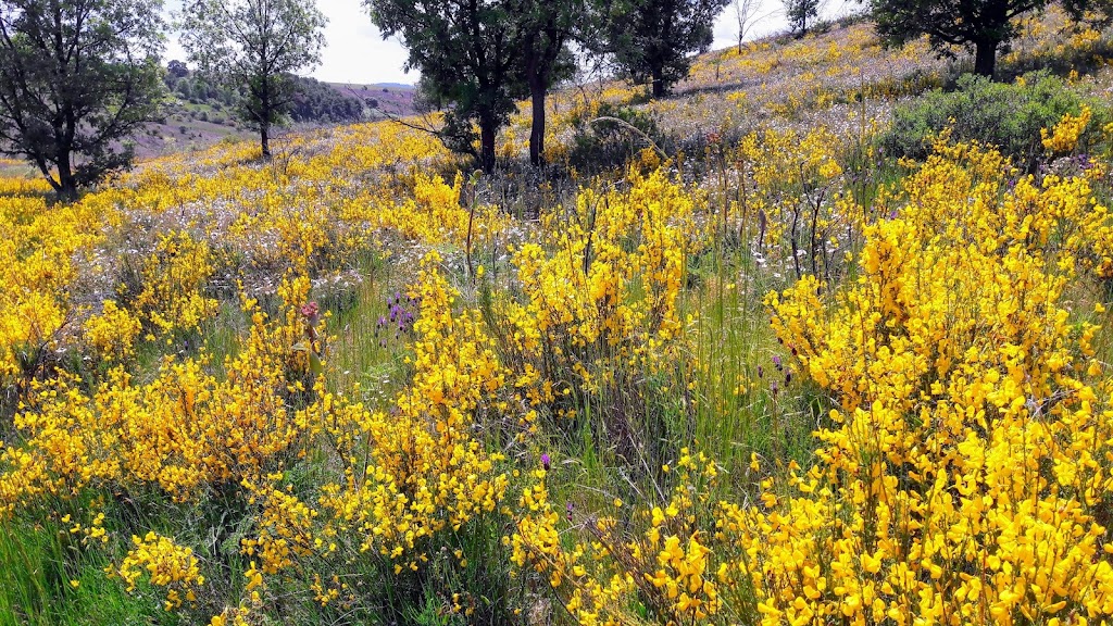 Primavera en Navatejera