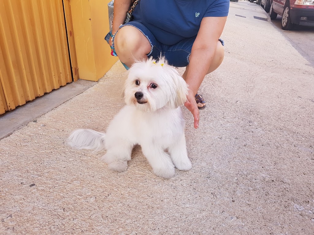 Perro