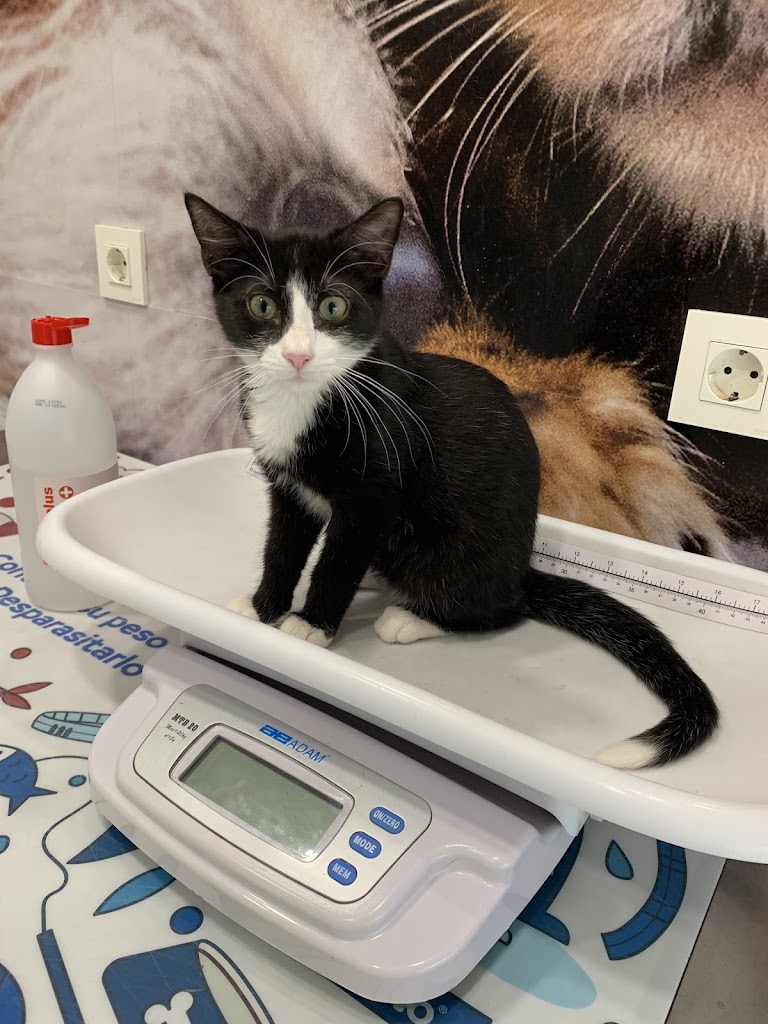 Clinica Veterinaria Garay — Del propietario