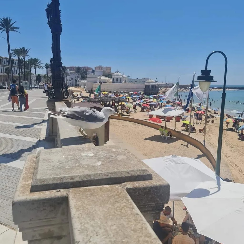 AC Gestion: Alquiler vacacional Cadiz - OFICINA
