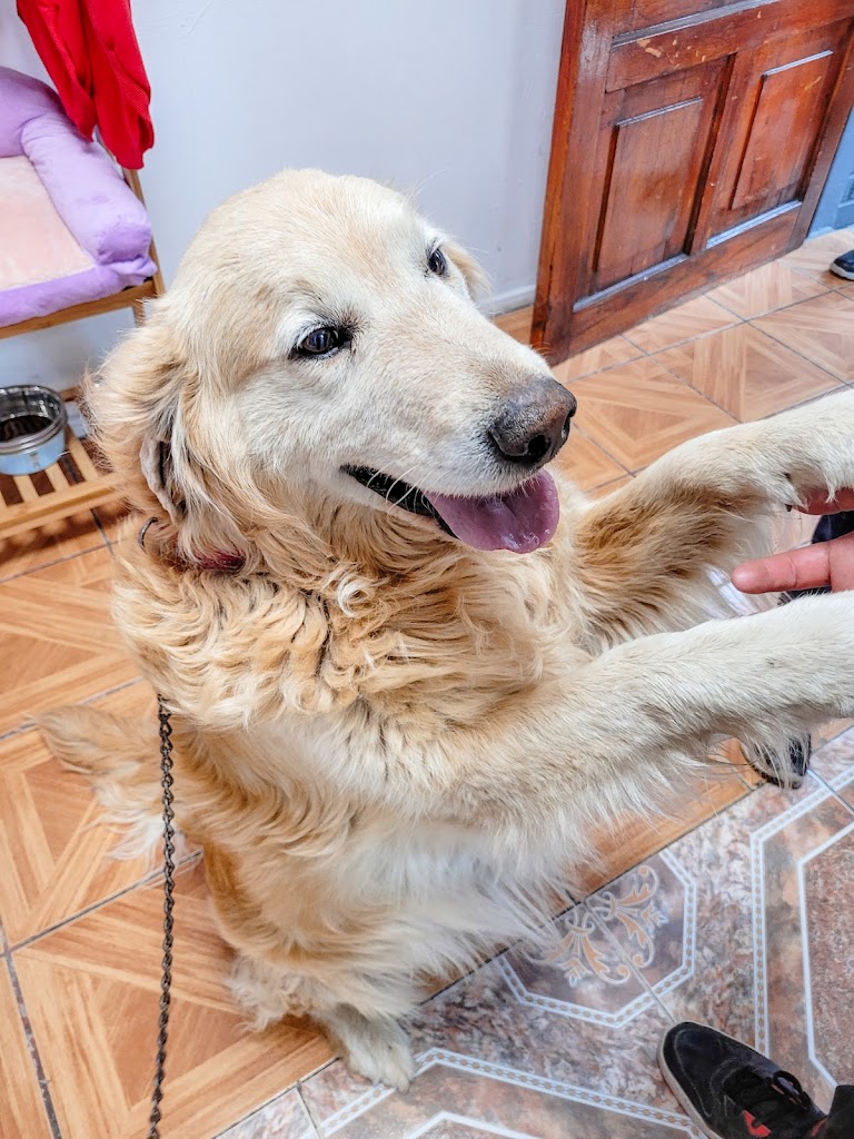 Perro