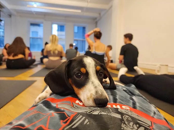  Puppy Sphere | Puppy Yoga (Lower Manhattan)