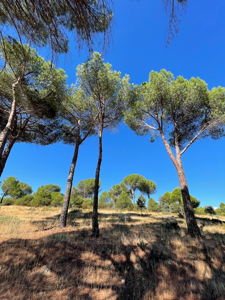 Senda por el Monte de las Encinas