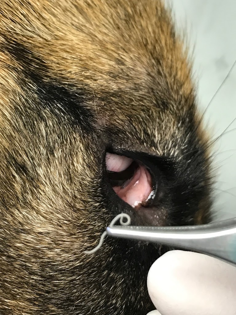 Centro Veterinario Green Dog — Del propietario