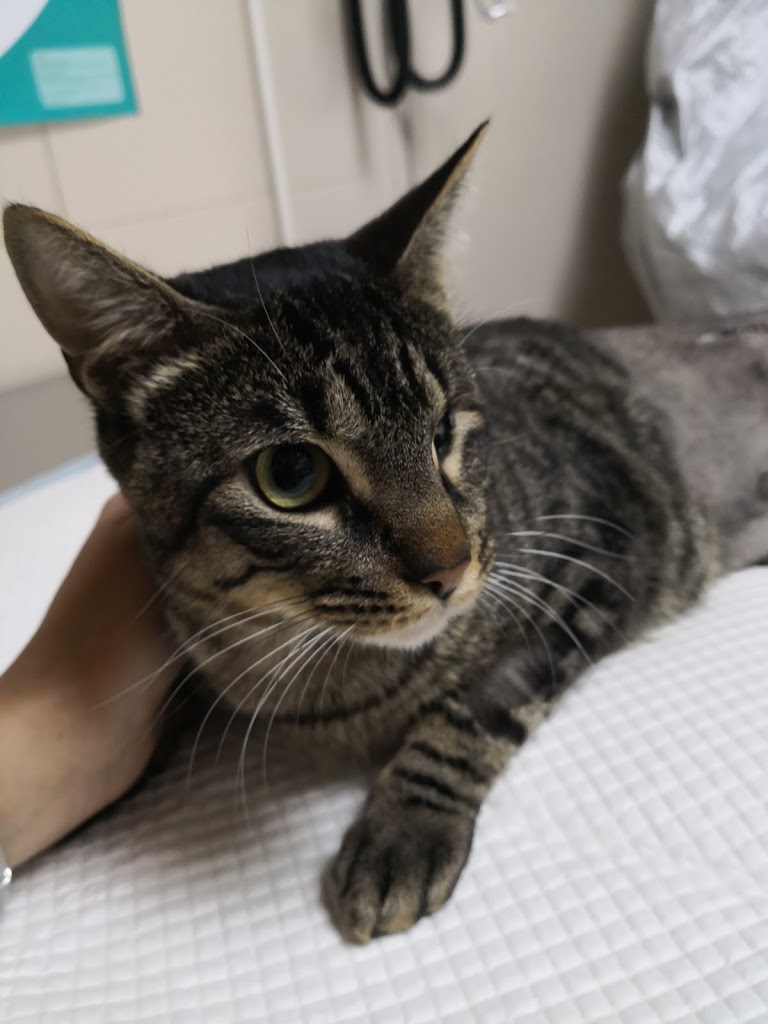 Sanidad Veterinaria — Gato