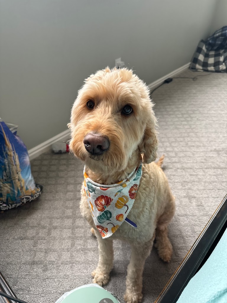 Dog