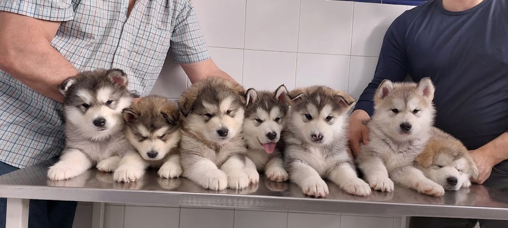 Clinica Veterinaria San Lorenzo — Perro