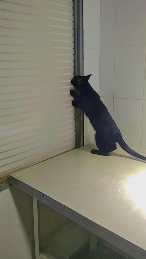 Gato