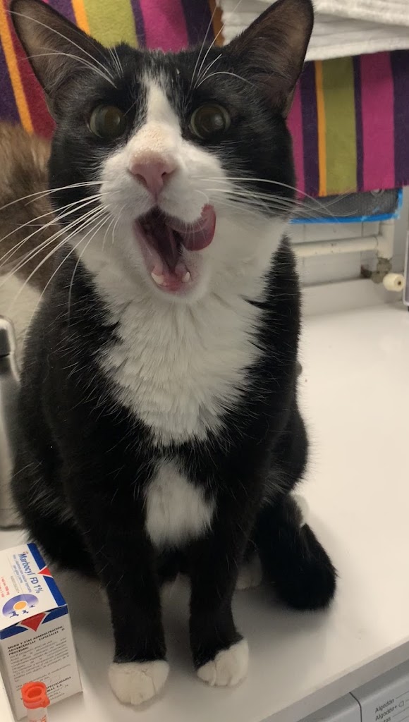 Clinica Veterinaria Garay — Gato