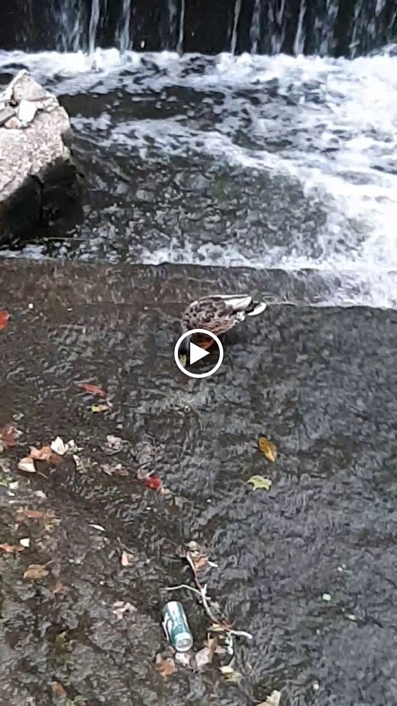 Mundo Tropical — Videos