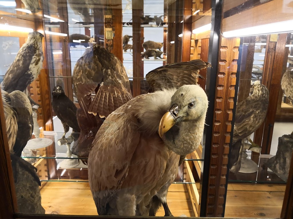 Museo de la Universidad de Valencia de Historia Natural-MUVHN