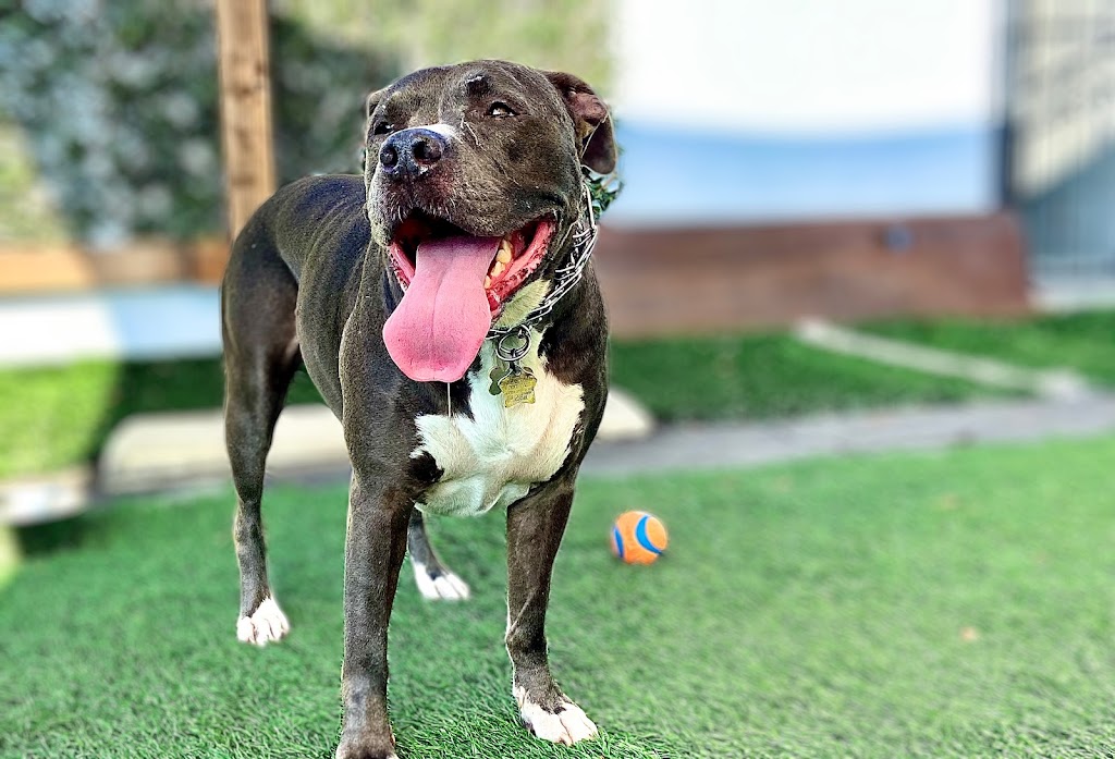  Blue Republic CrossFit Gym