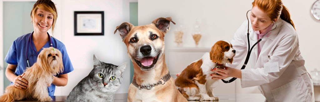 Centro Veterinario del Real Sitio — Del propietario