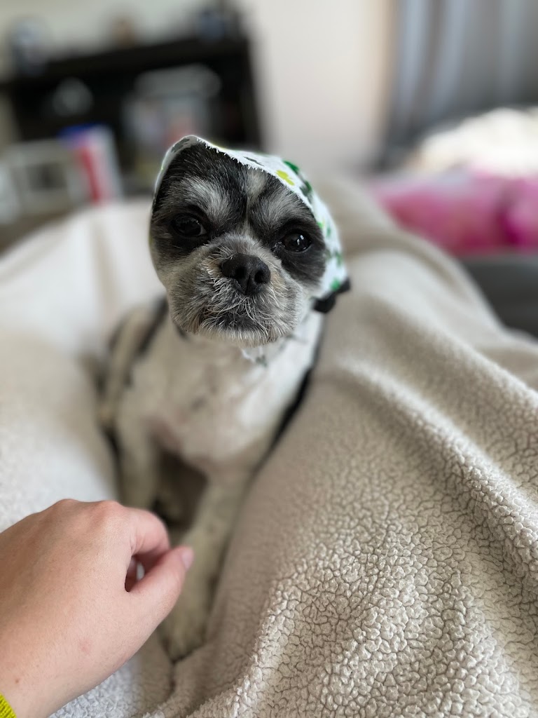 Pet groomer in Springville