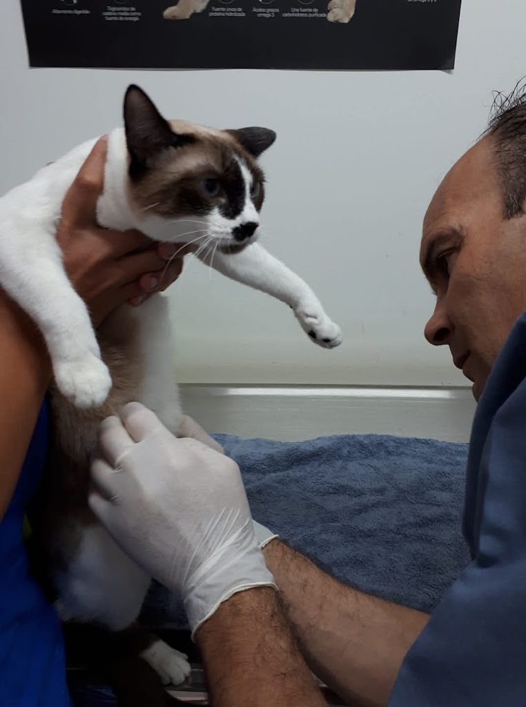 VILLA ANIMAL Asistencia Veterinaria — Gato