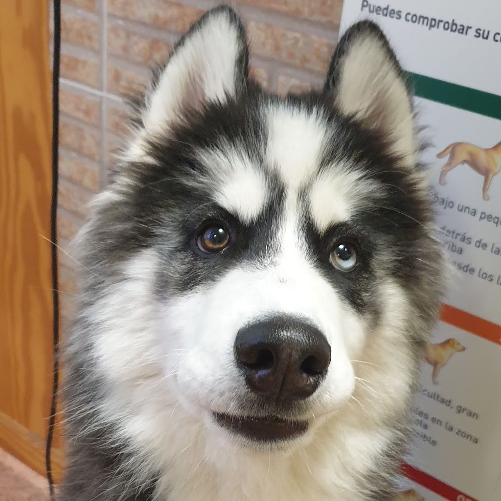 Centro Veterinario Eusgar — Perro