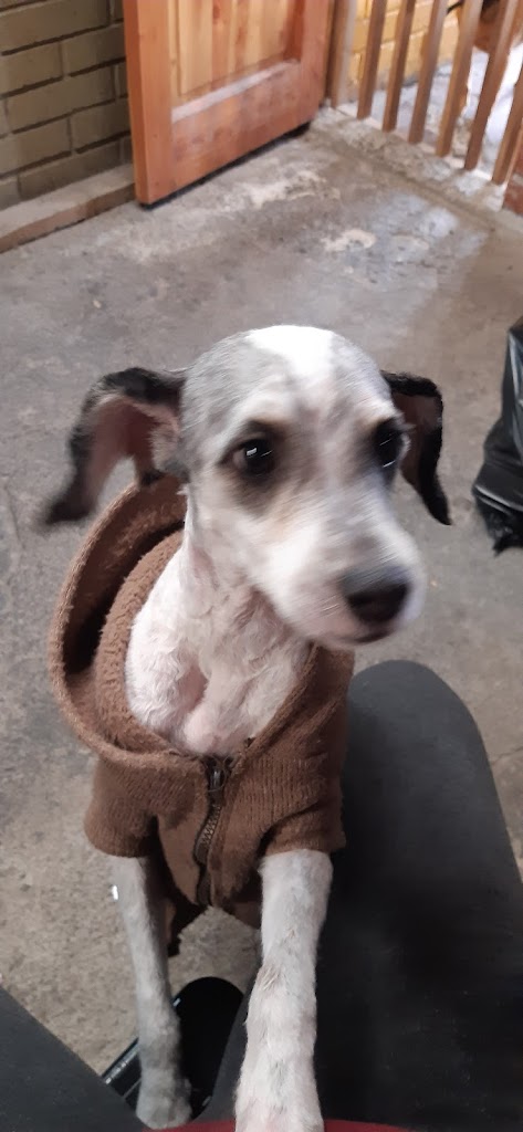 Perro