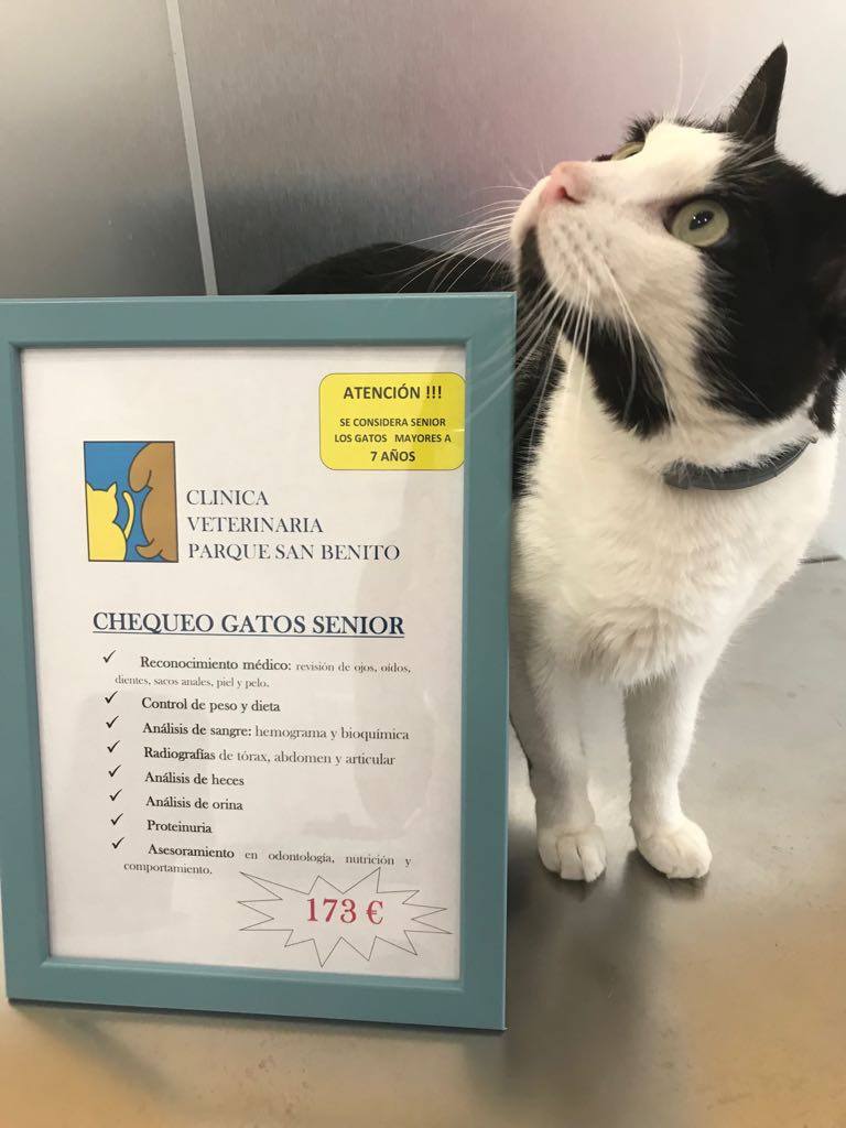 Clinica Veterinaria Parque San Benito — Gato