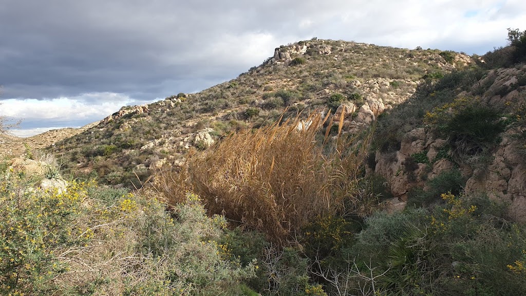 Senda del zorro