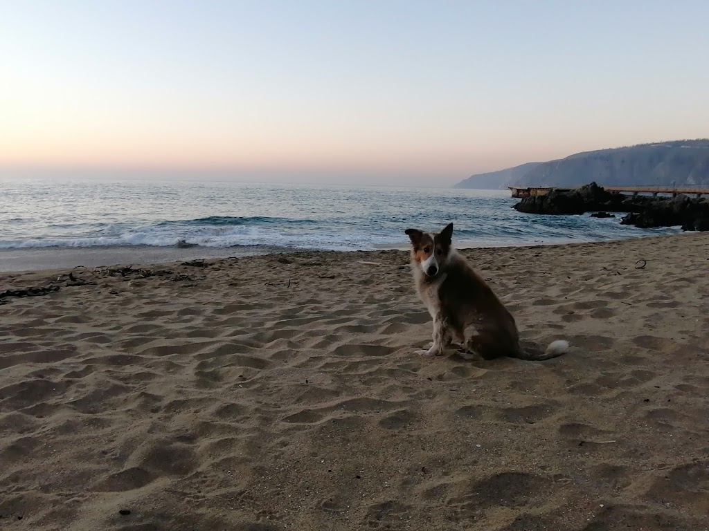 Perro
