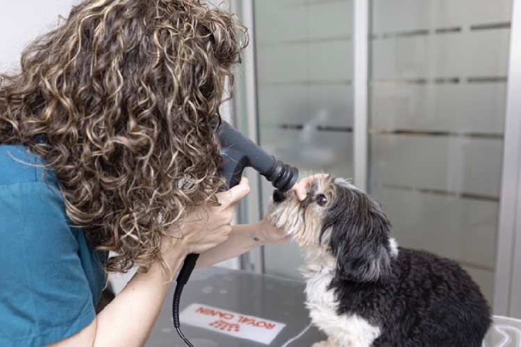 Clinica Veterinaria El Castell — Perro