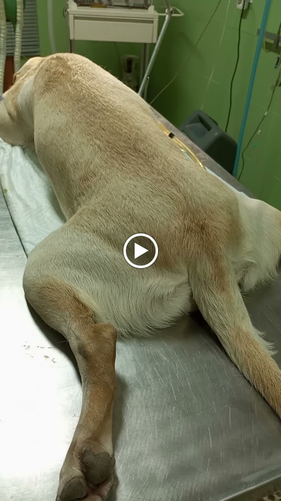 Clinica Veterinaria El CARRETERO — Del propietario