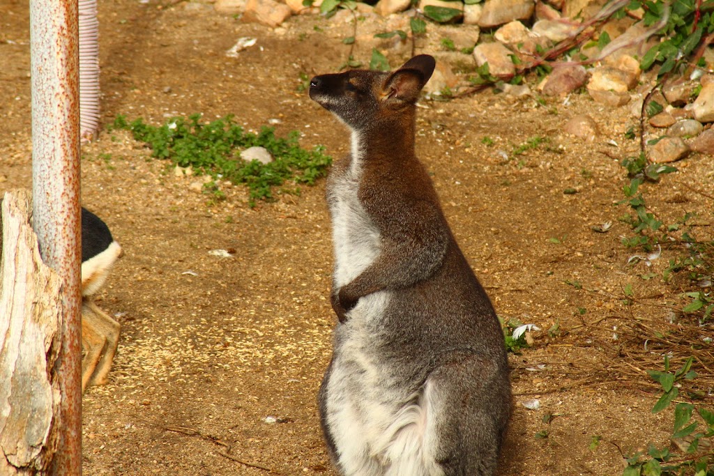 Zoologico "La Era de las Aves"